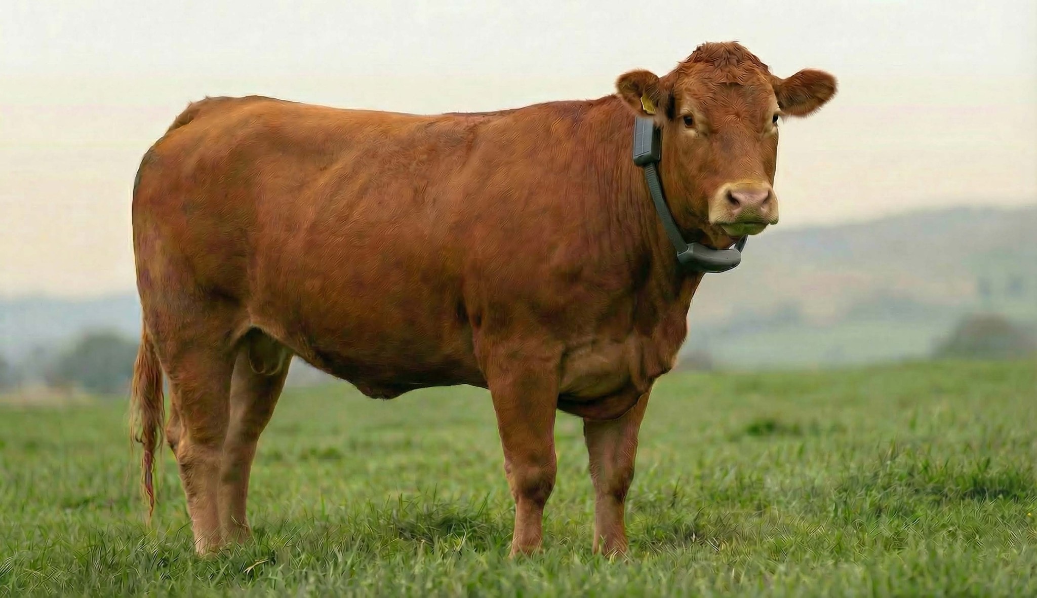 A cow wearing an Agrivanna virtual fencing prototype
