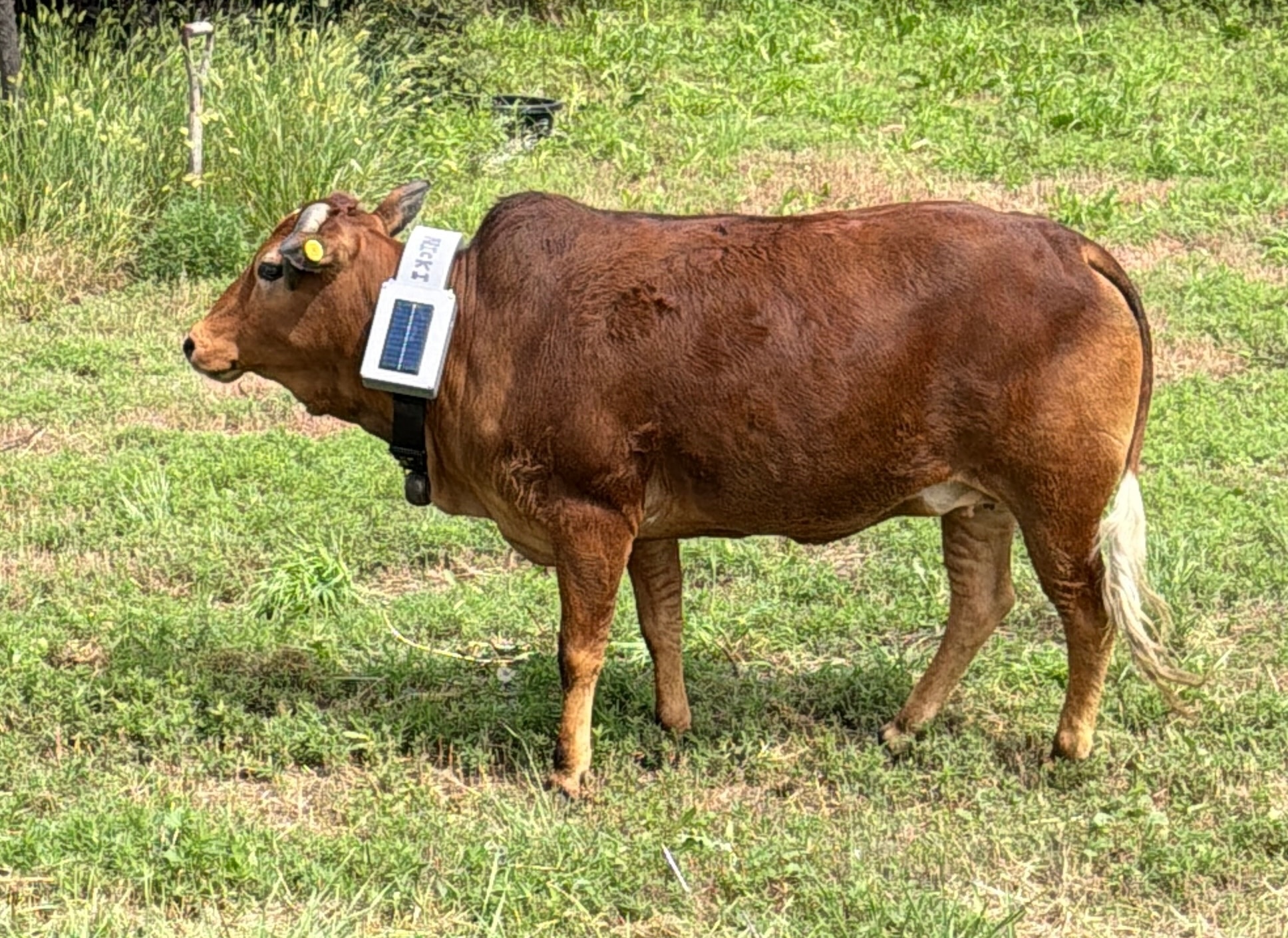 Pilot animal wearing the Agrivanna collar in pasture