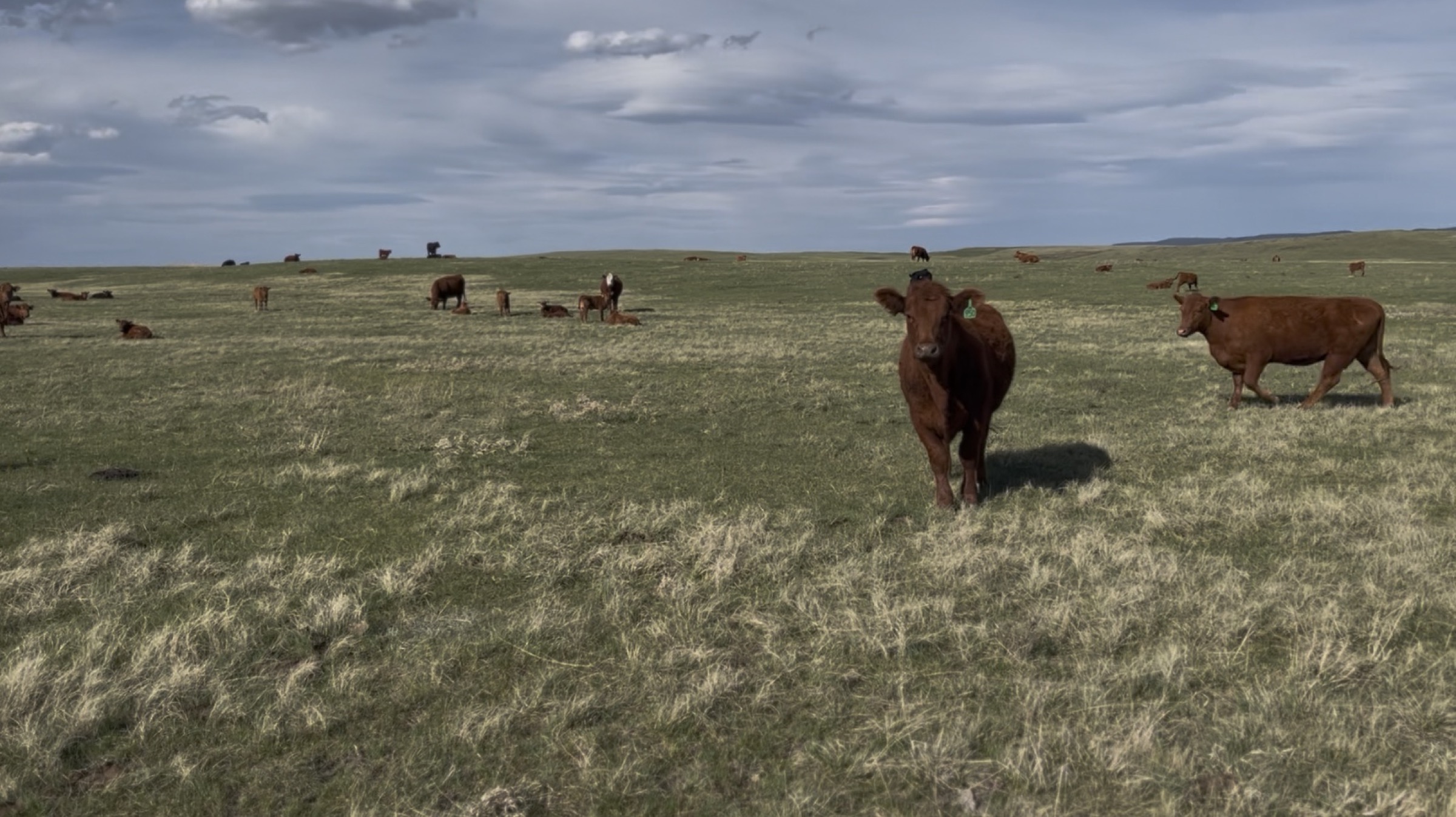 Cattle on open pasture